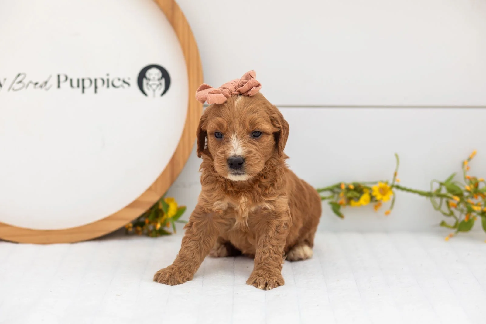 Holly goldendoodle for sale(2).jpg