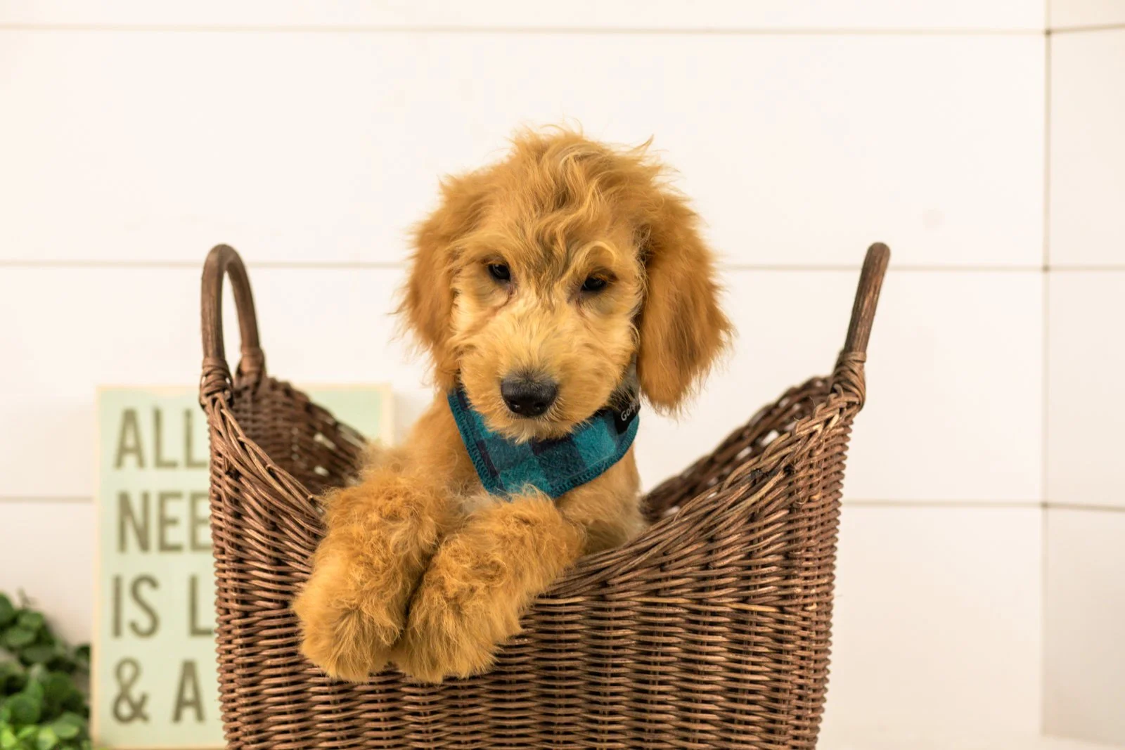Putzie goldendoodle for sale.jpg