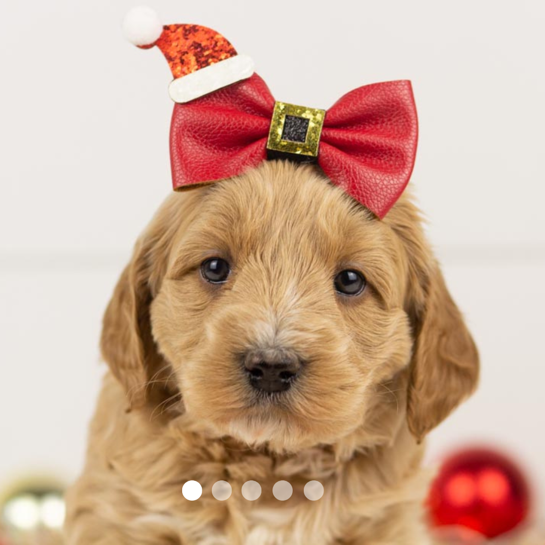 Copy of FBP Design.png