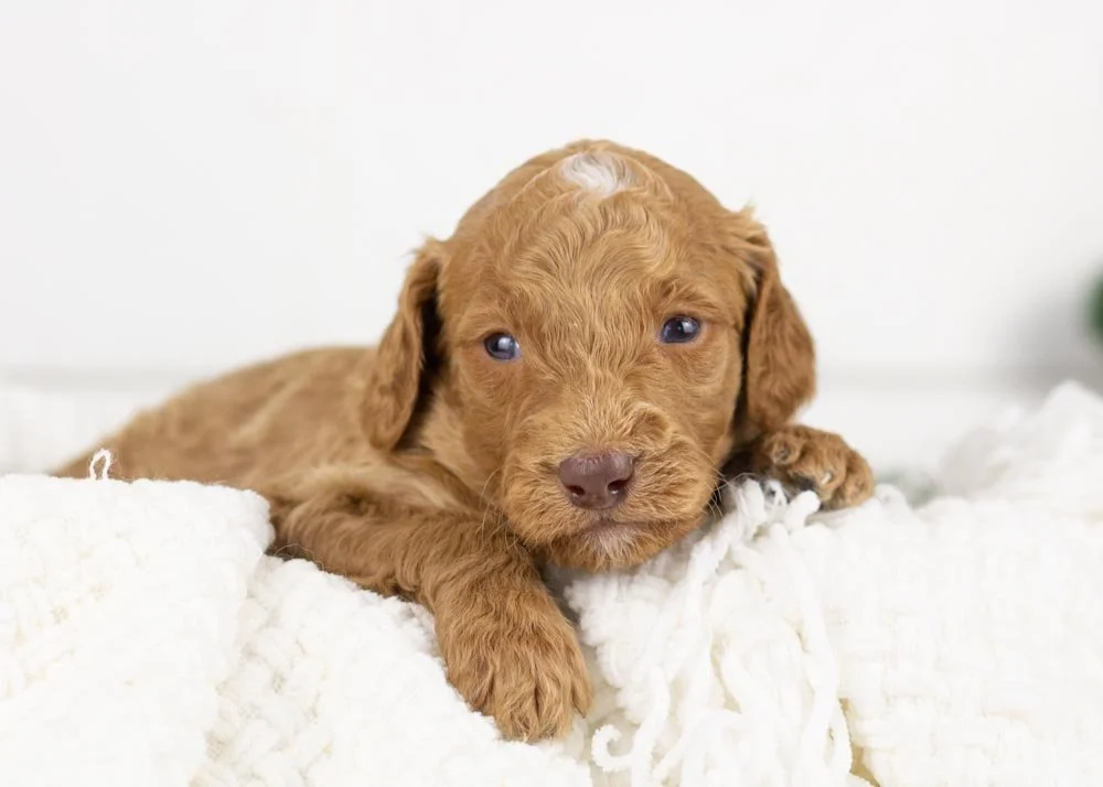 Spur goldendoodle for sale.jpg