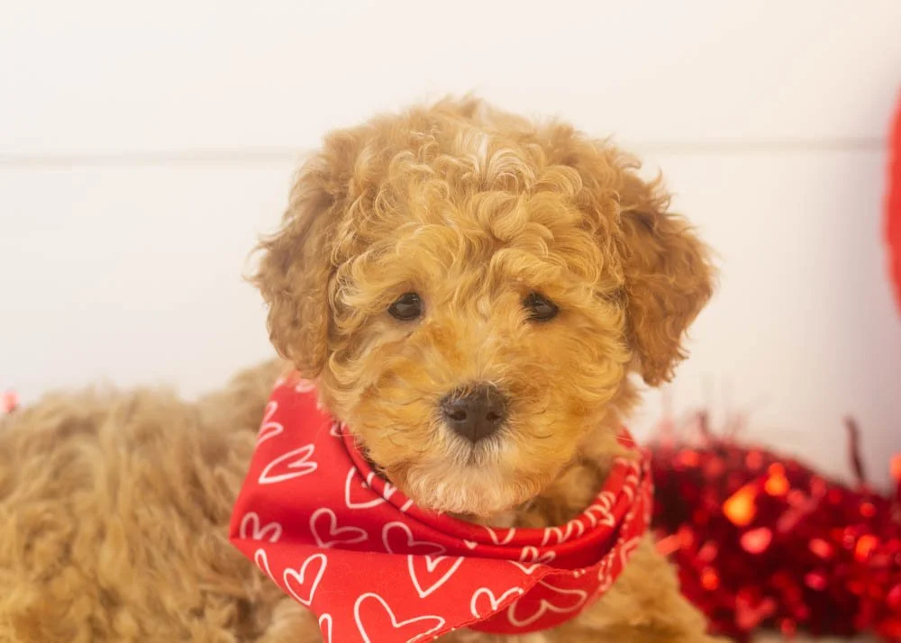 Everest goldendoodle for sale(2).jpg