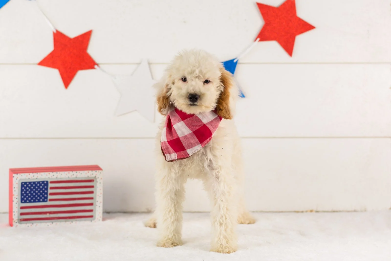 Bentley goldendoodle for sale(2).jpg