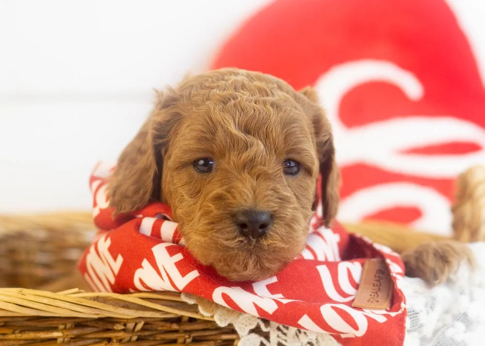 Ram goldendoodle for sale(1).jpg