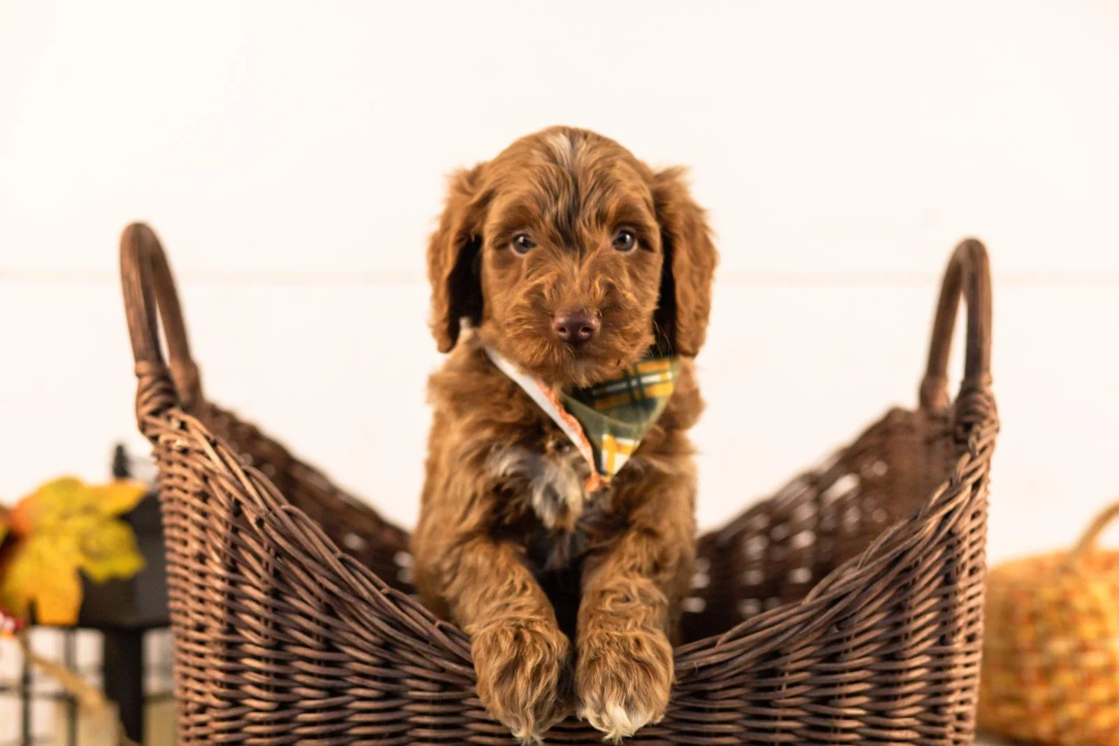 Ozark goldendoodle for sale 1.jpg