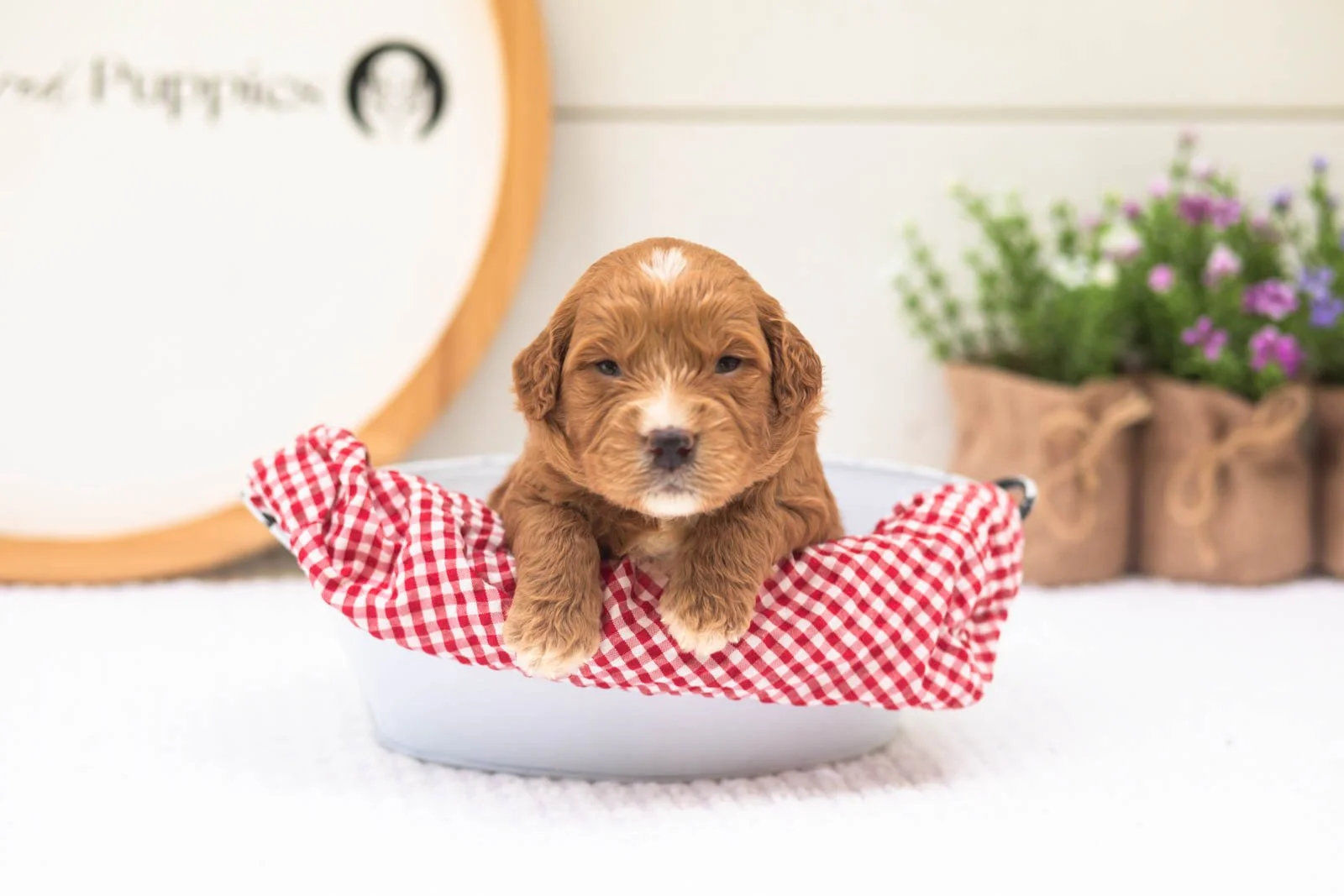 Hunter goldendoodle for sale(2).jpg