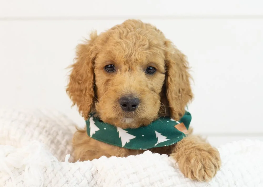 Ray 11-3-25 Buck 8.48.jpg