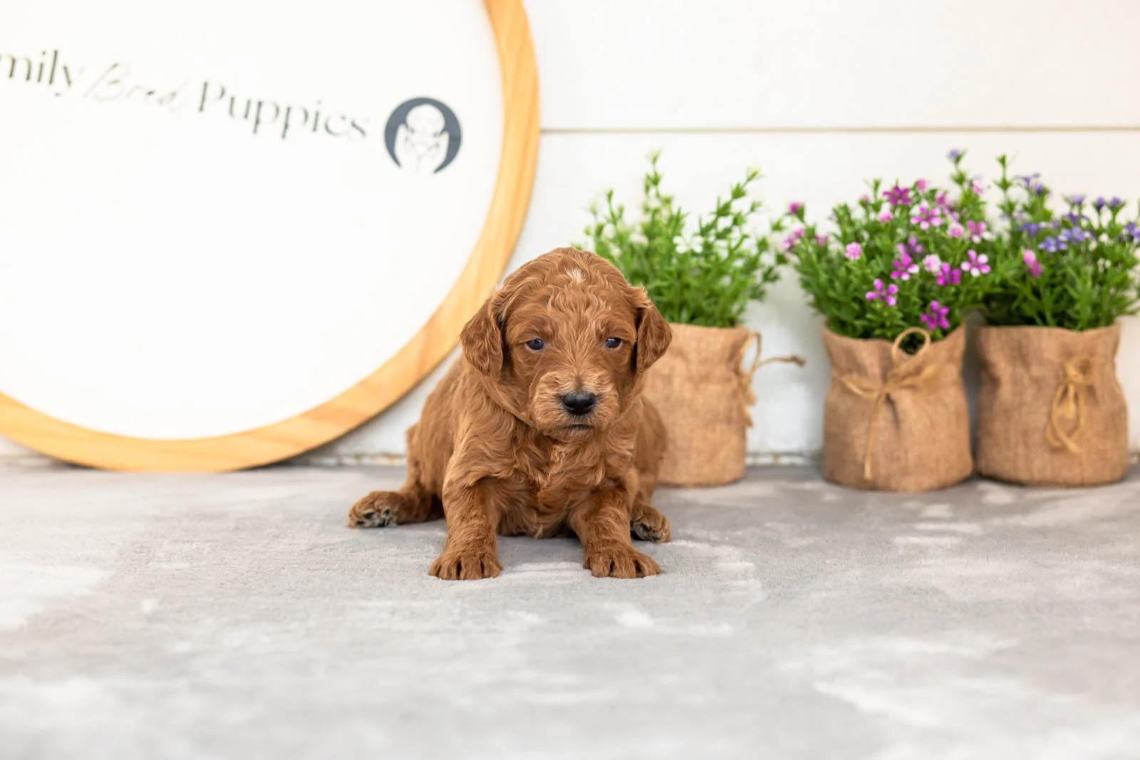 Lux goldendoodle for sale(2).jpg