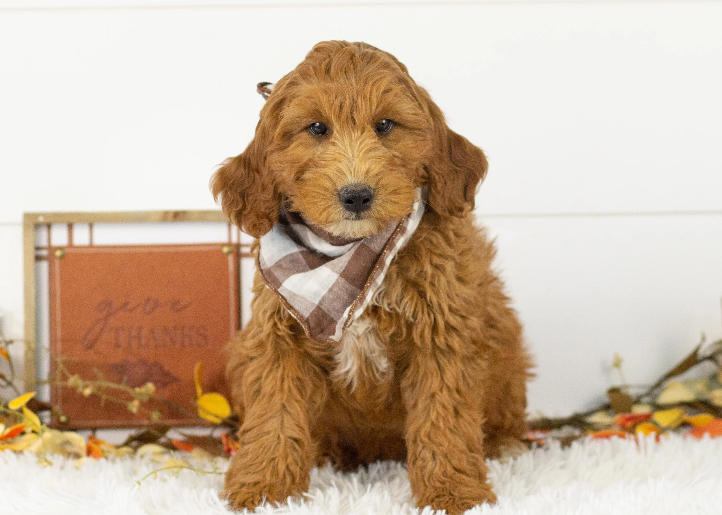 Landry goldendoodle for sale(3).jpg