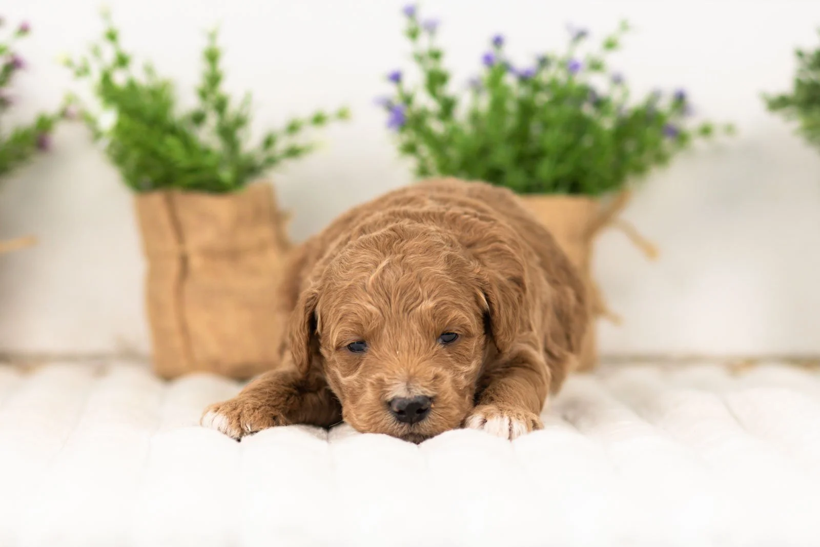 levi goldendoodle for sale.jpg