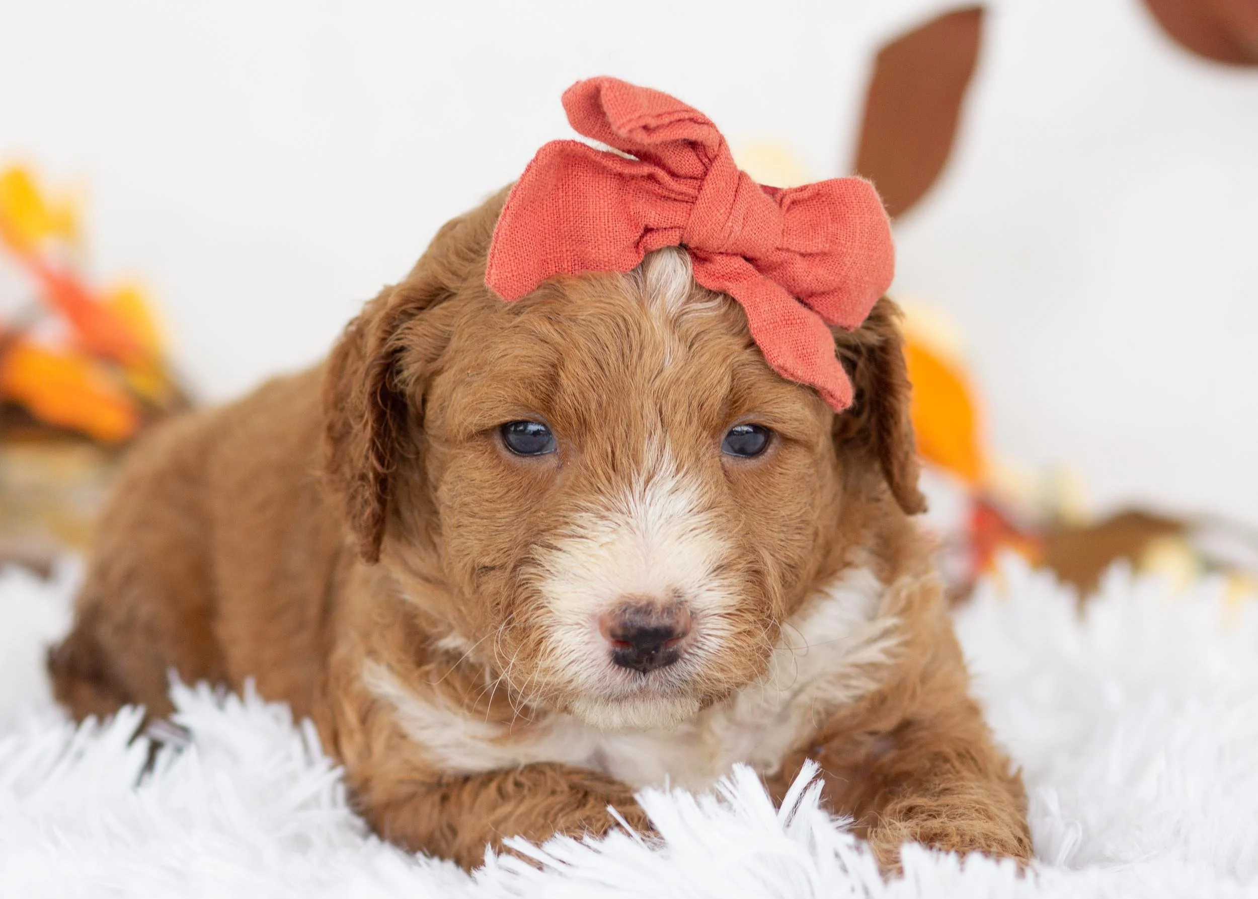 Dior goldendoodle for sale.jpg