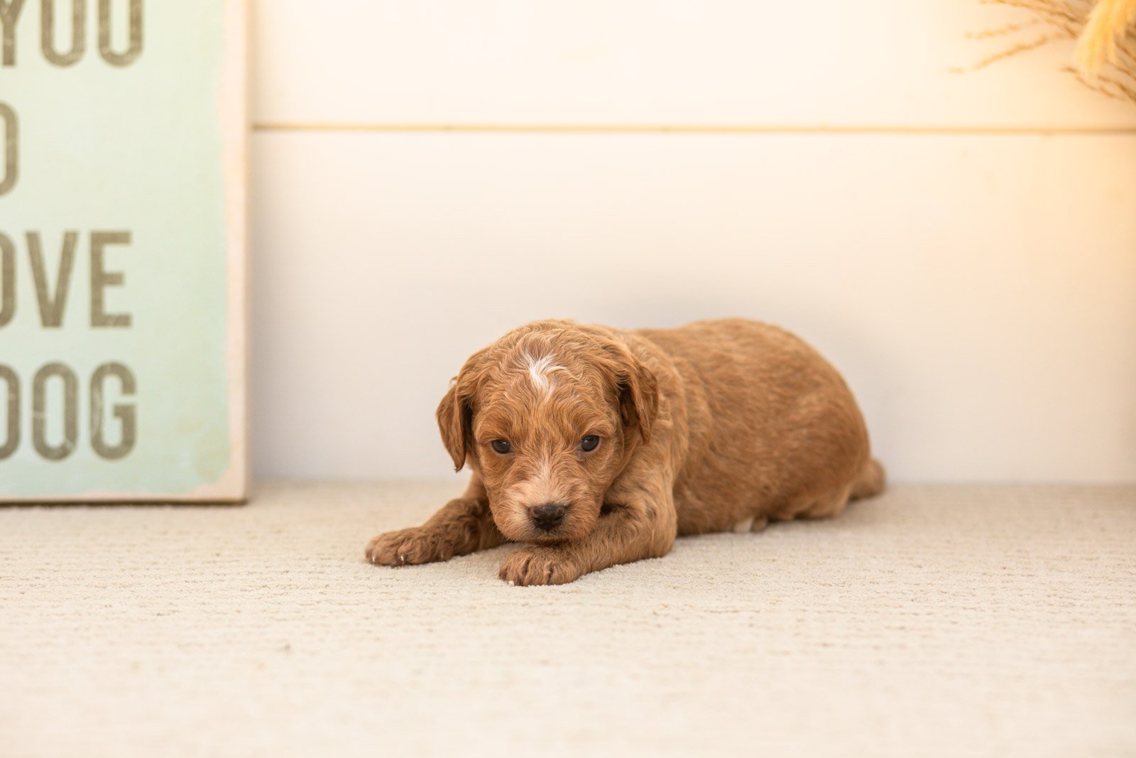 Katiedid goldendoodle for sale(4).jpg