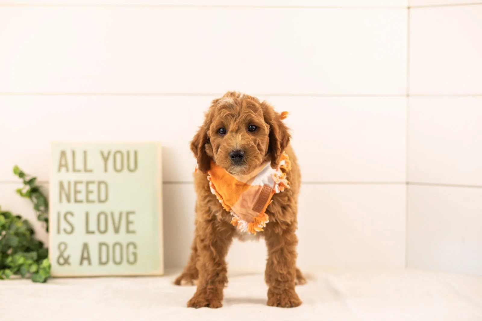 Char goldendoodle for sale(2).jpg