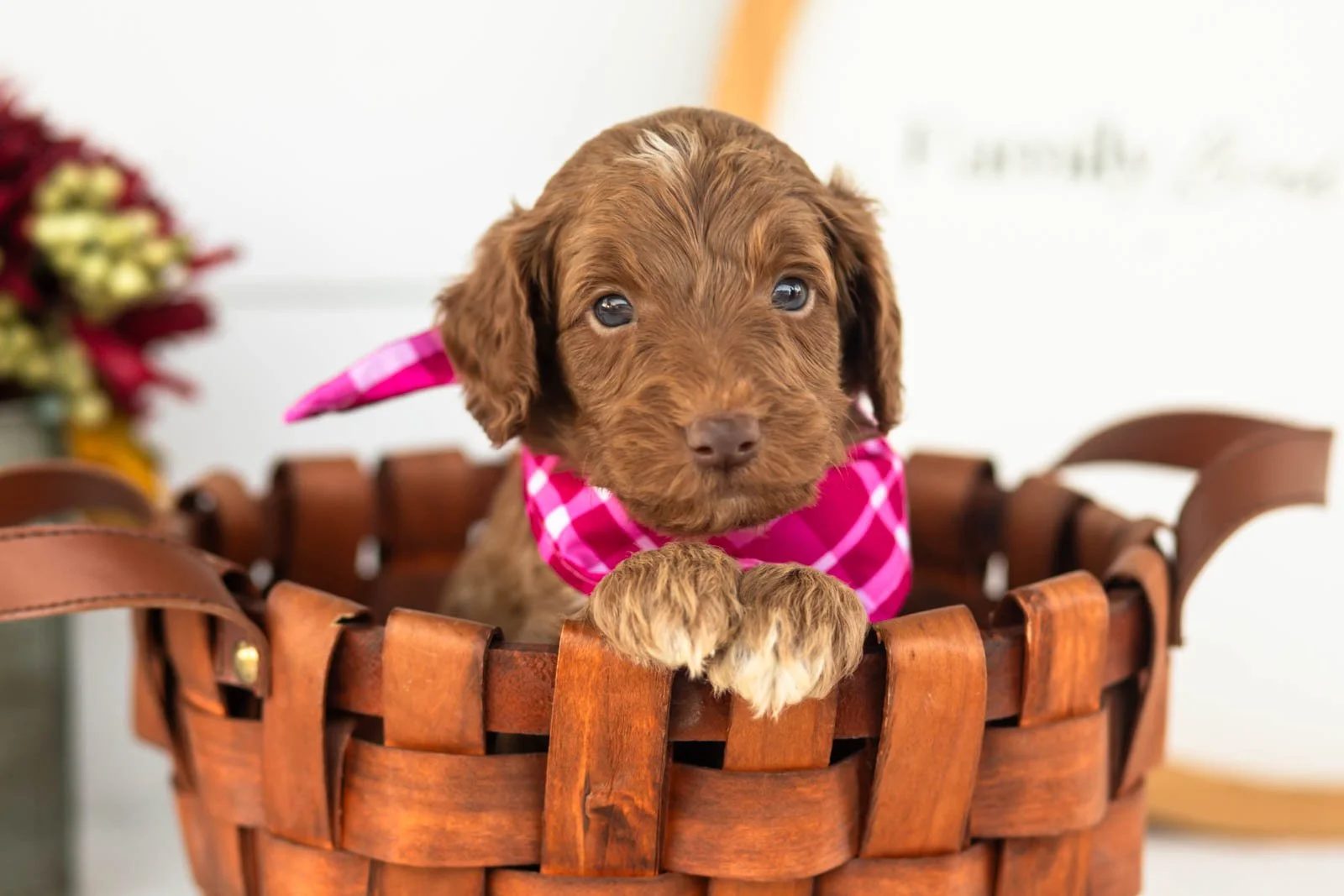 Ozark goldendoodle for sale(4).jpg
