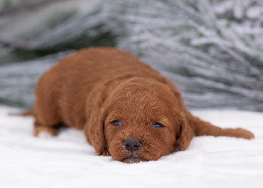 Raven goldendoodle for sale(2).jpg