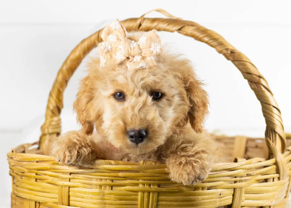 georgia goldendoodle for sale.jpg
