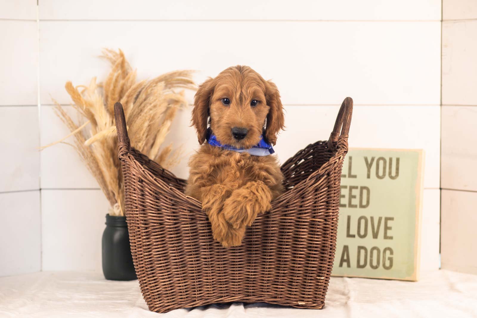 Owen goldendoodle for sale(2).jpg