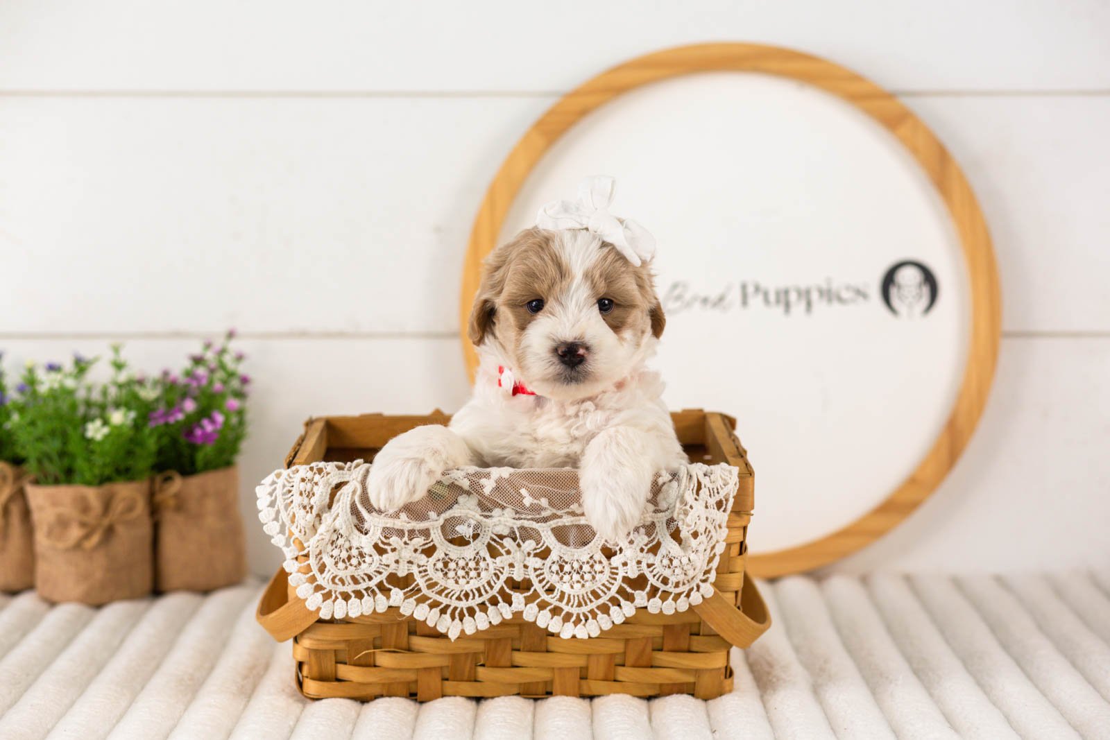 Dee goldendoodle for sale(4).jpg