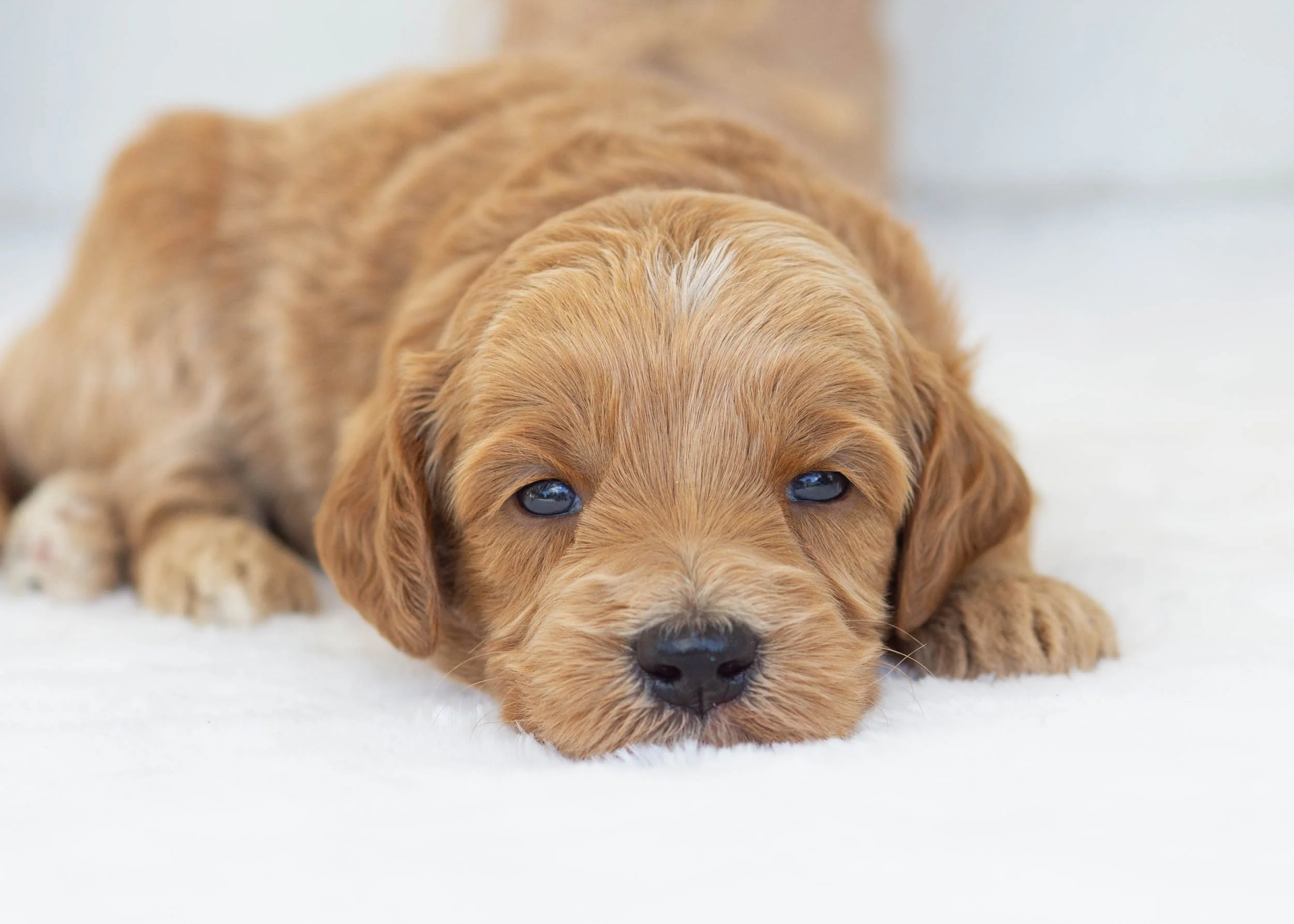 Bogey goldendoodle for sale(1).jpg