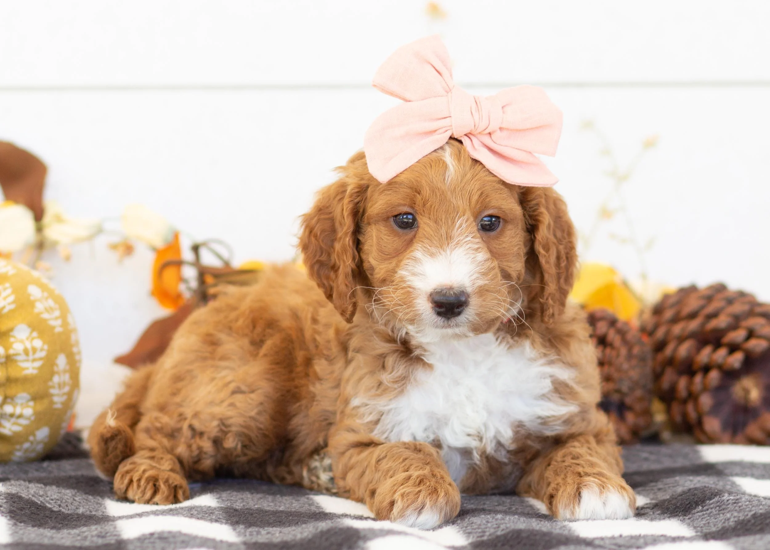 Dior goldendoodle for sale(3).jpg