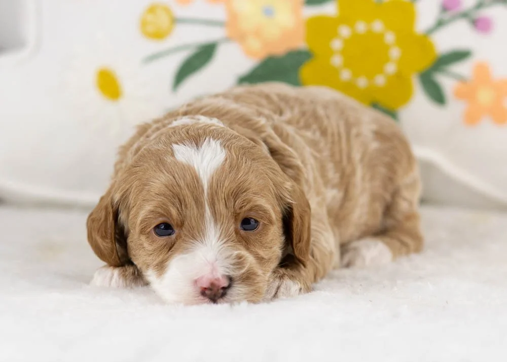 millie goldendoodle for sale(3).jpg