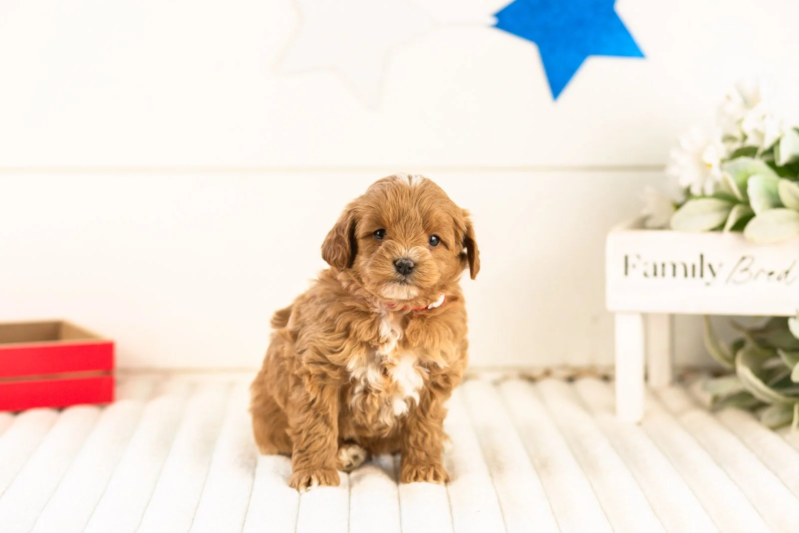 cobalt goldendoodle for sale(2).jpg