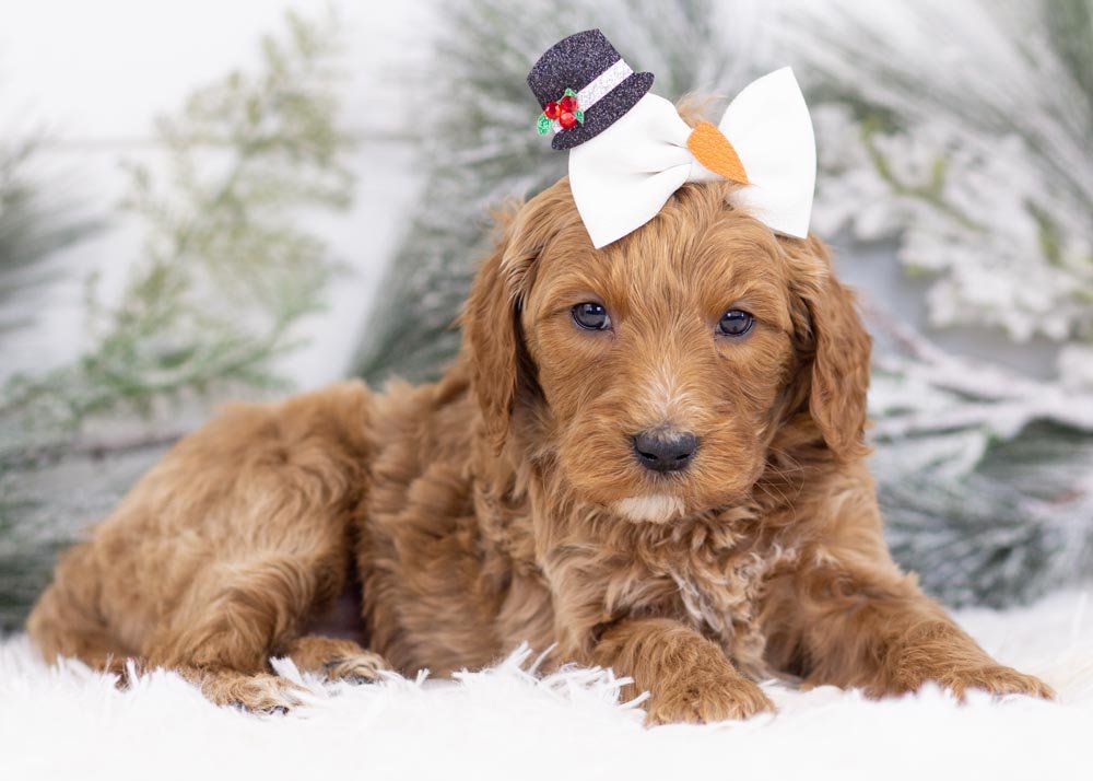 Jazz goldendoodle for sale(1).jpg