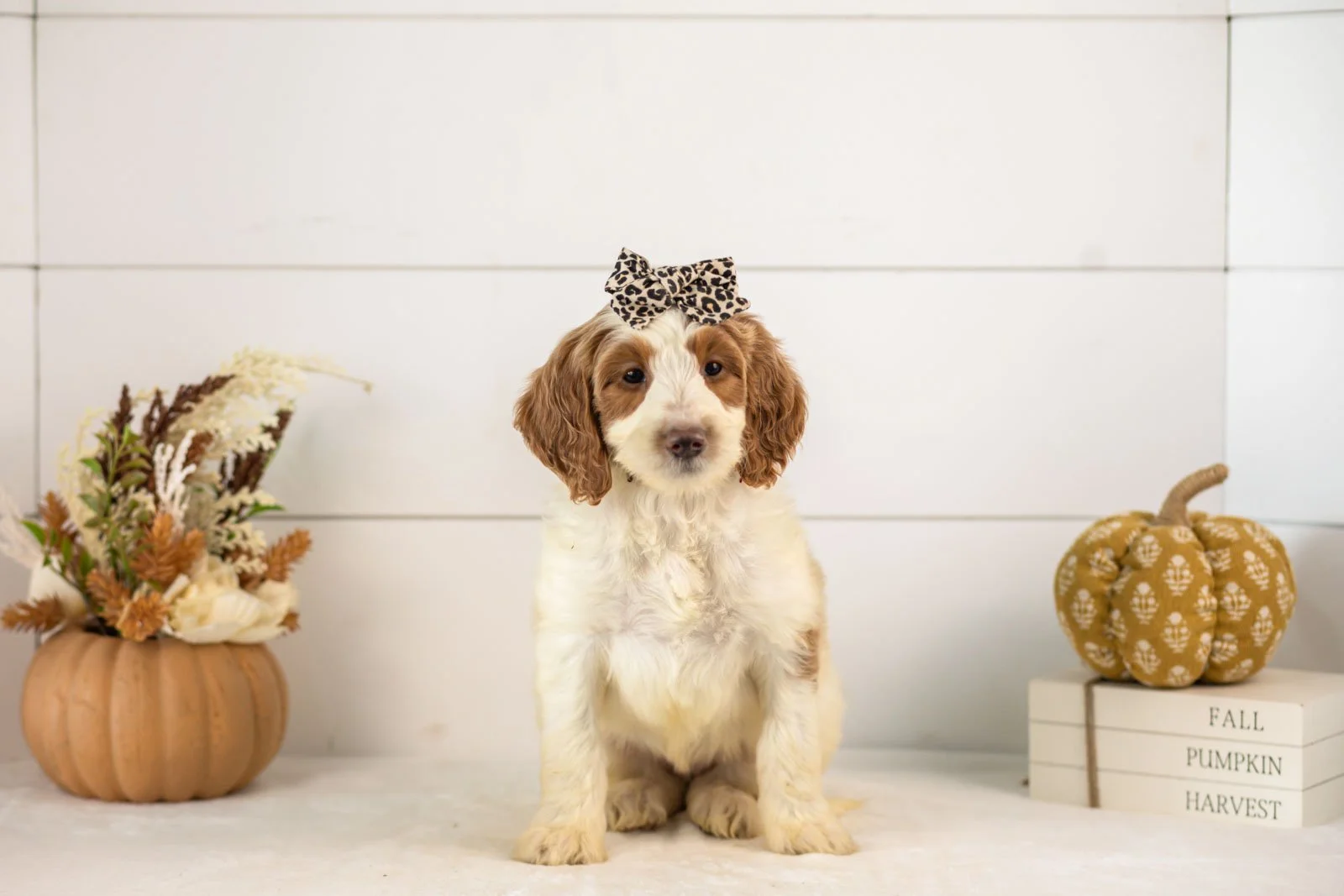 Pamir goldendoodle for sale 3.jpg