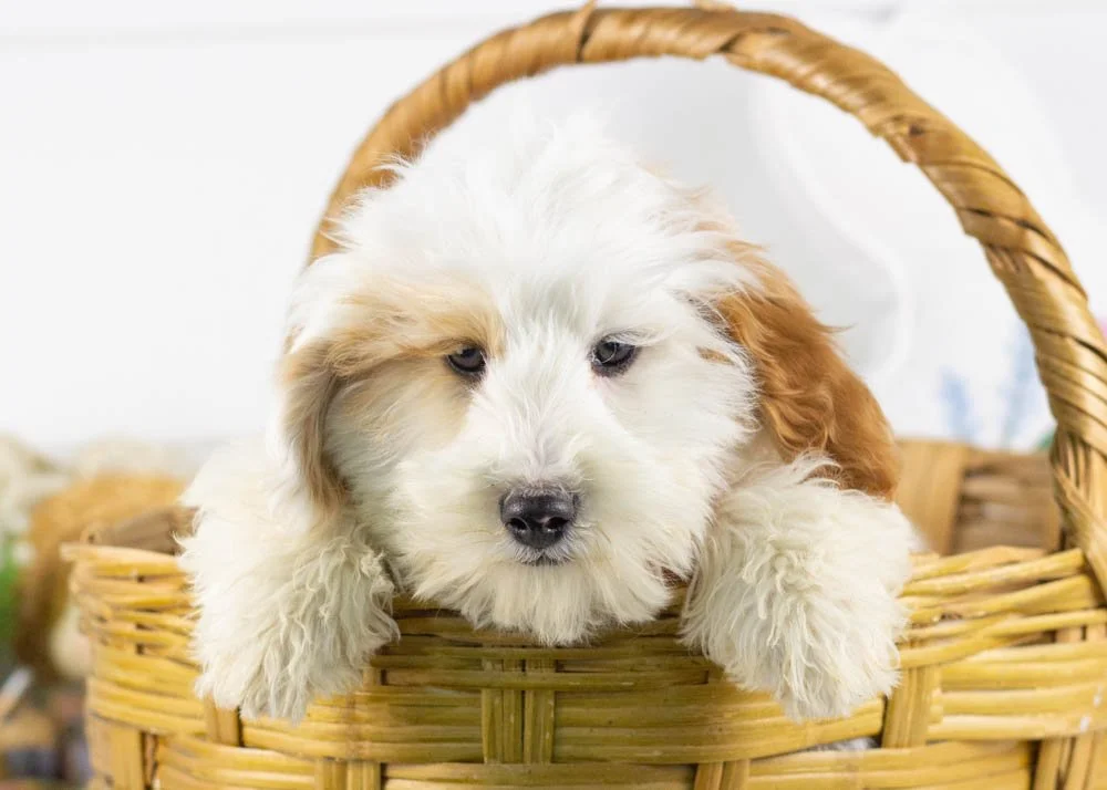buddy goldendoodle for sale.jpg