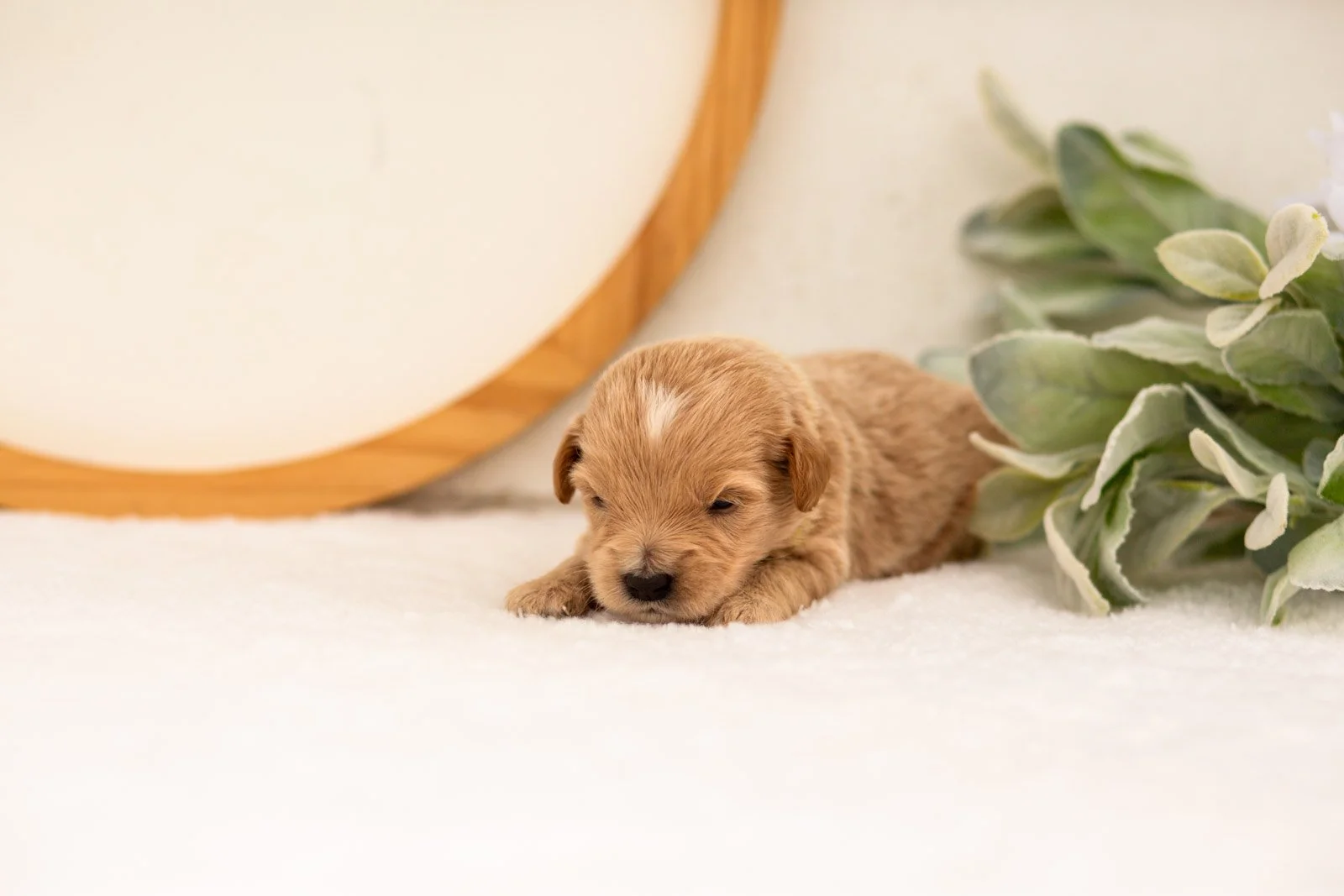 Ethan goldendoodle for sale(1).jpg