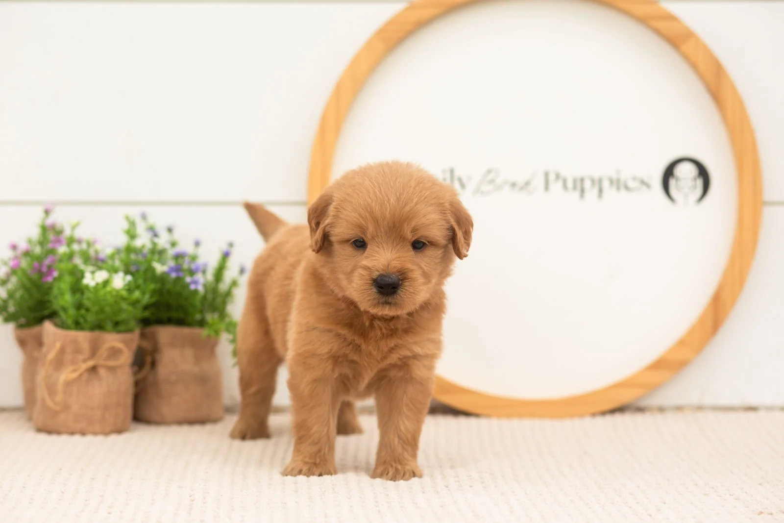 esme goldendoodle for sale.(1).jpg