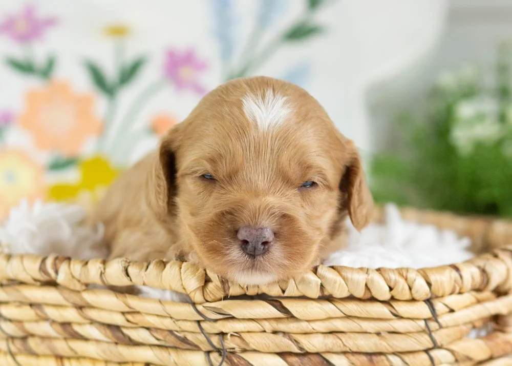 goldendoodle for sale