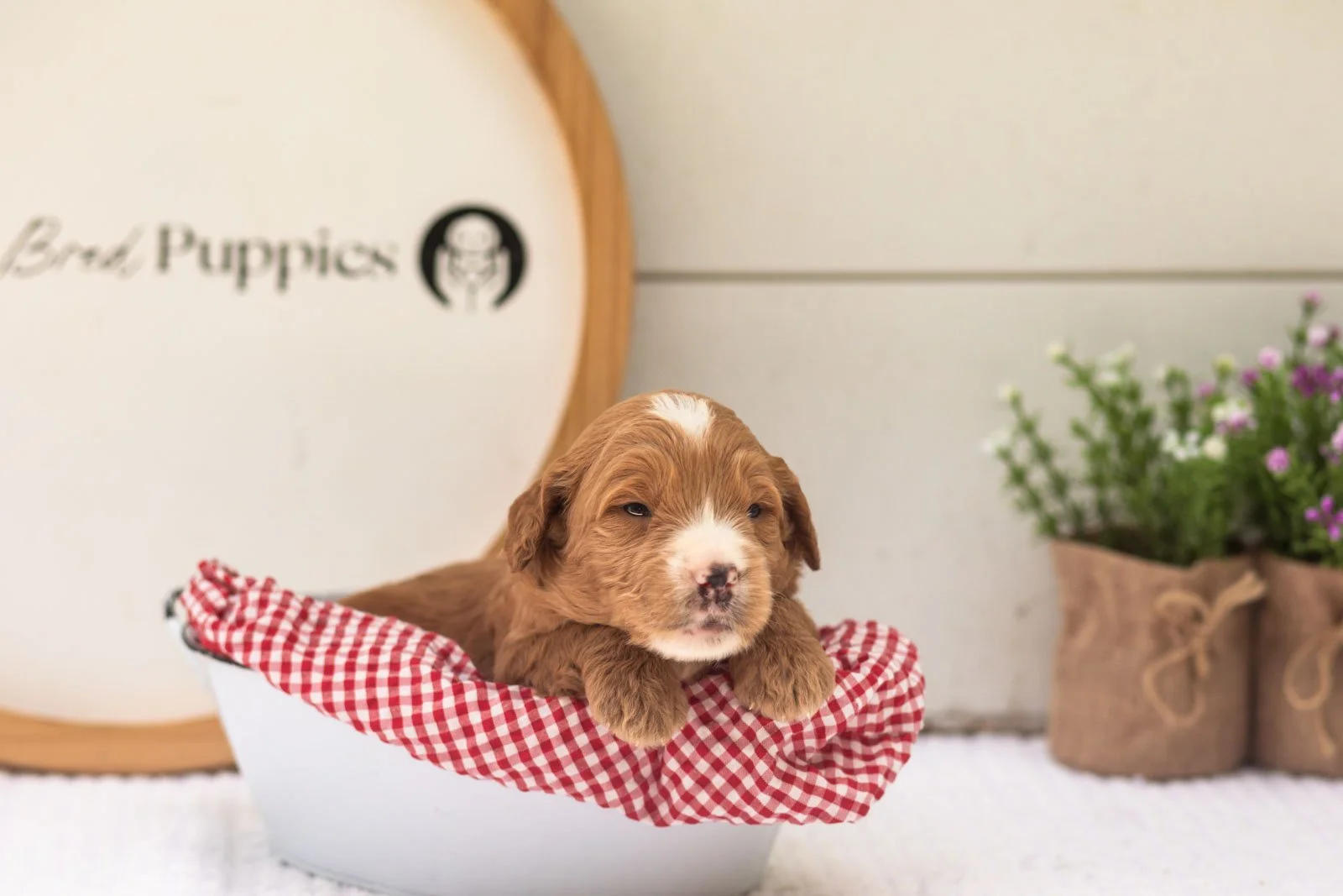 Maze goldendoodle for sale(3).jpg