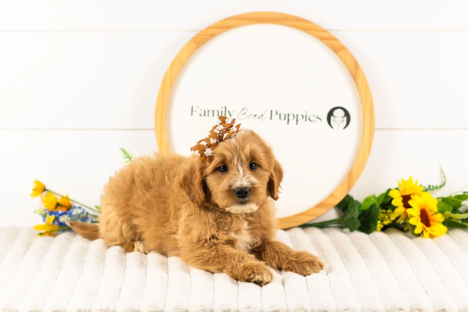 Phoebe goldendoodle for sale(3).jpg