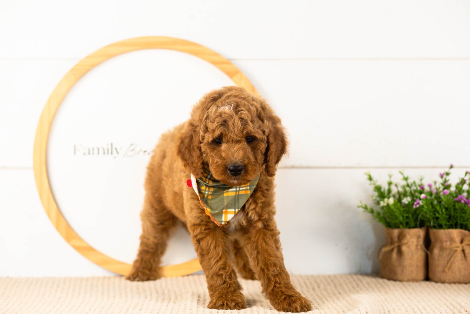 Denali goldendoodle for sale(1).jpg