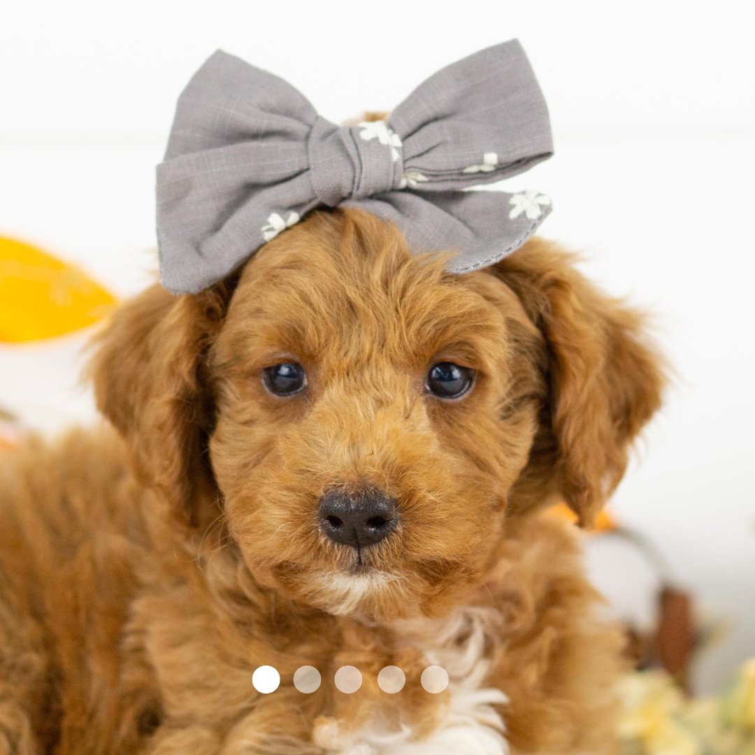 Copy of FBP Design.png