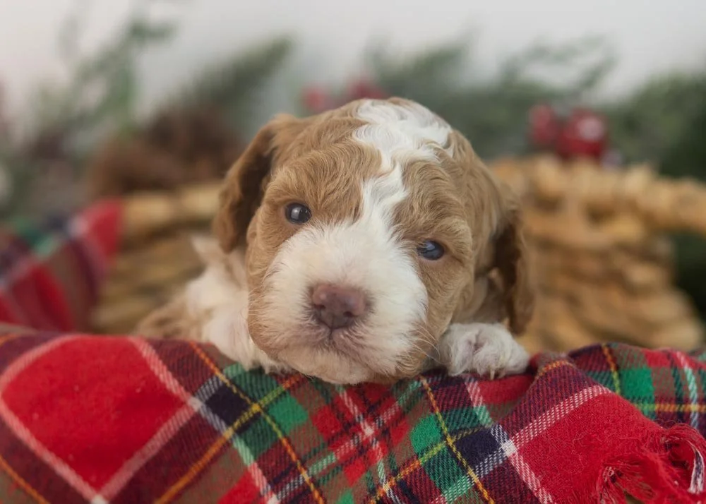 Yoshi goldendoodle for sale(1).jpg