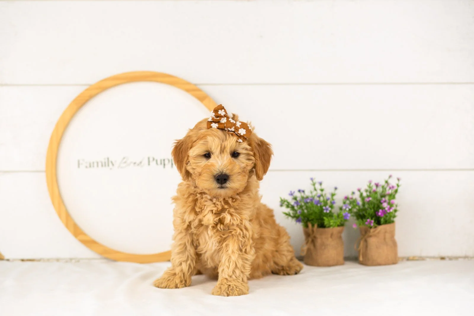 Edith goldendoodle for sale.jpg
