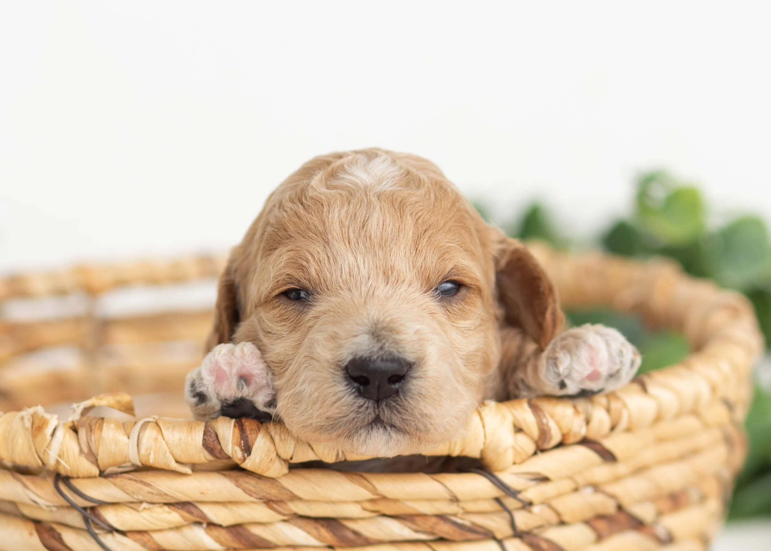 Pilot Goldendoodle For Sale.jpg