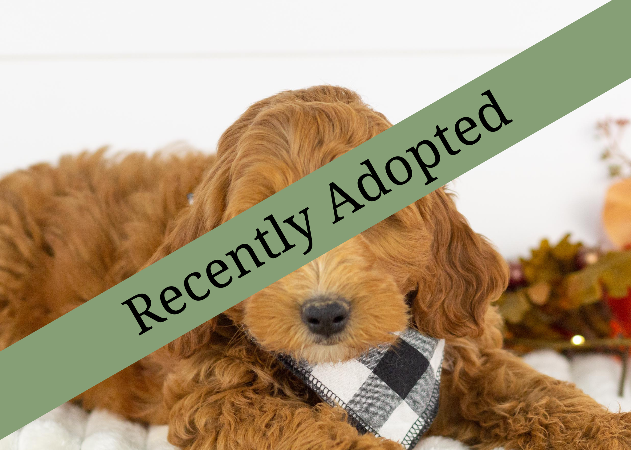 Goldendoodle for sale