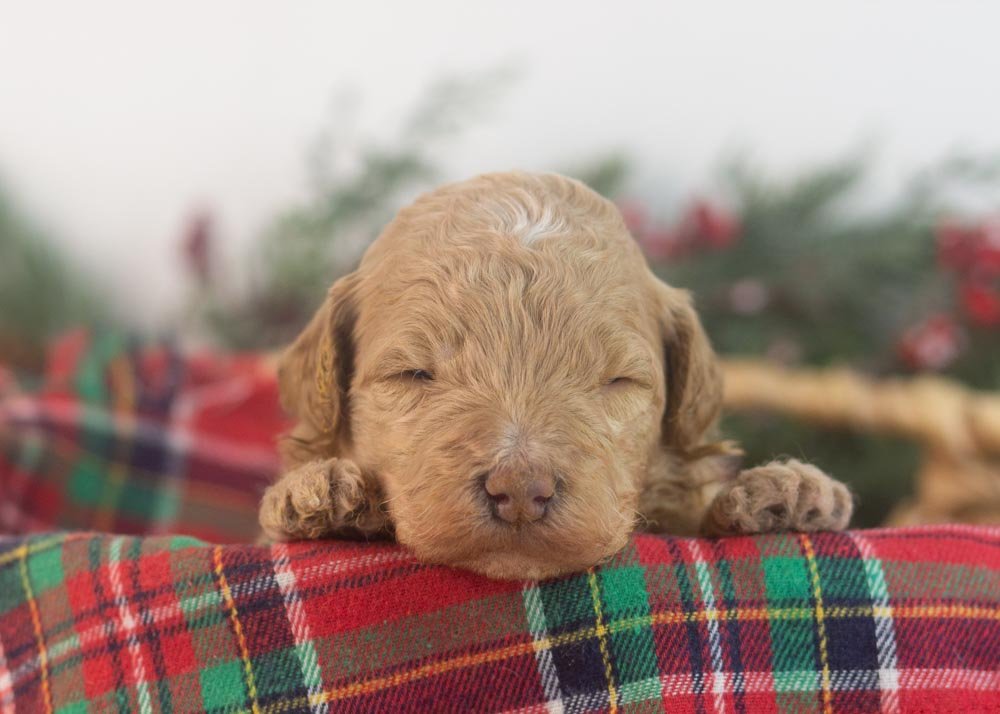 Ohio goldendoodle for sale.jpg