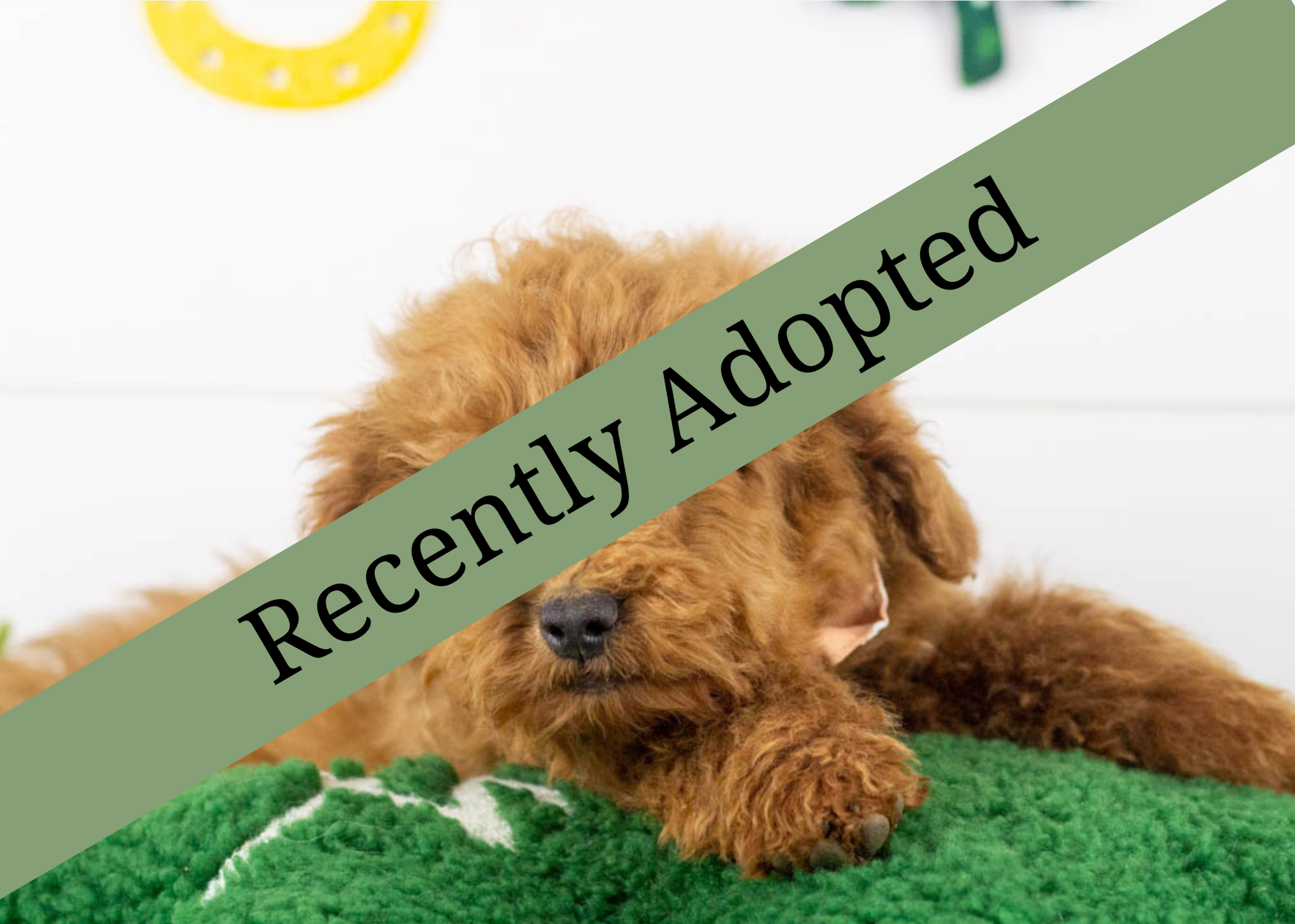 goldendoodle for sale