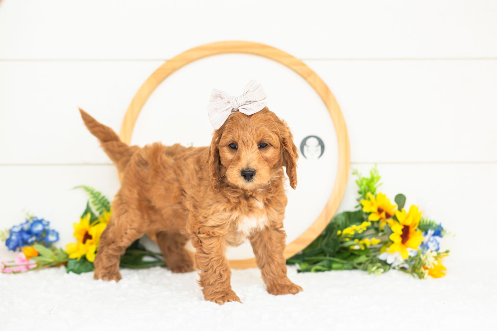 pam goldendoodle for sale(1).jpg