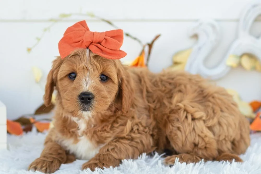 Strawberry goldendoodle for sale(2).jpg