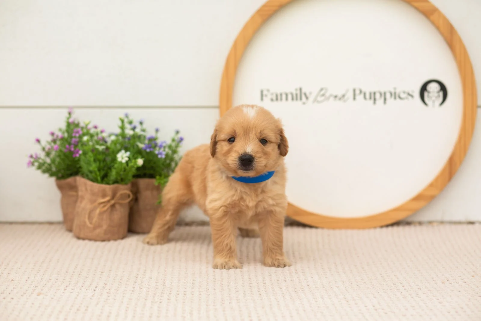 ezra goldendoodle for sale.jpg