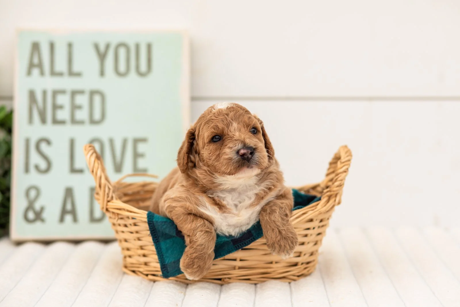 Flora goldendoodle for sale(1).jpg