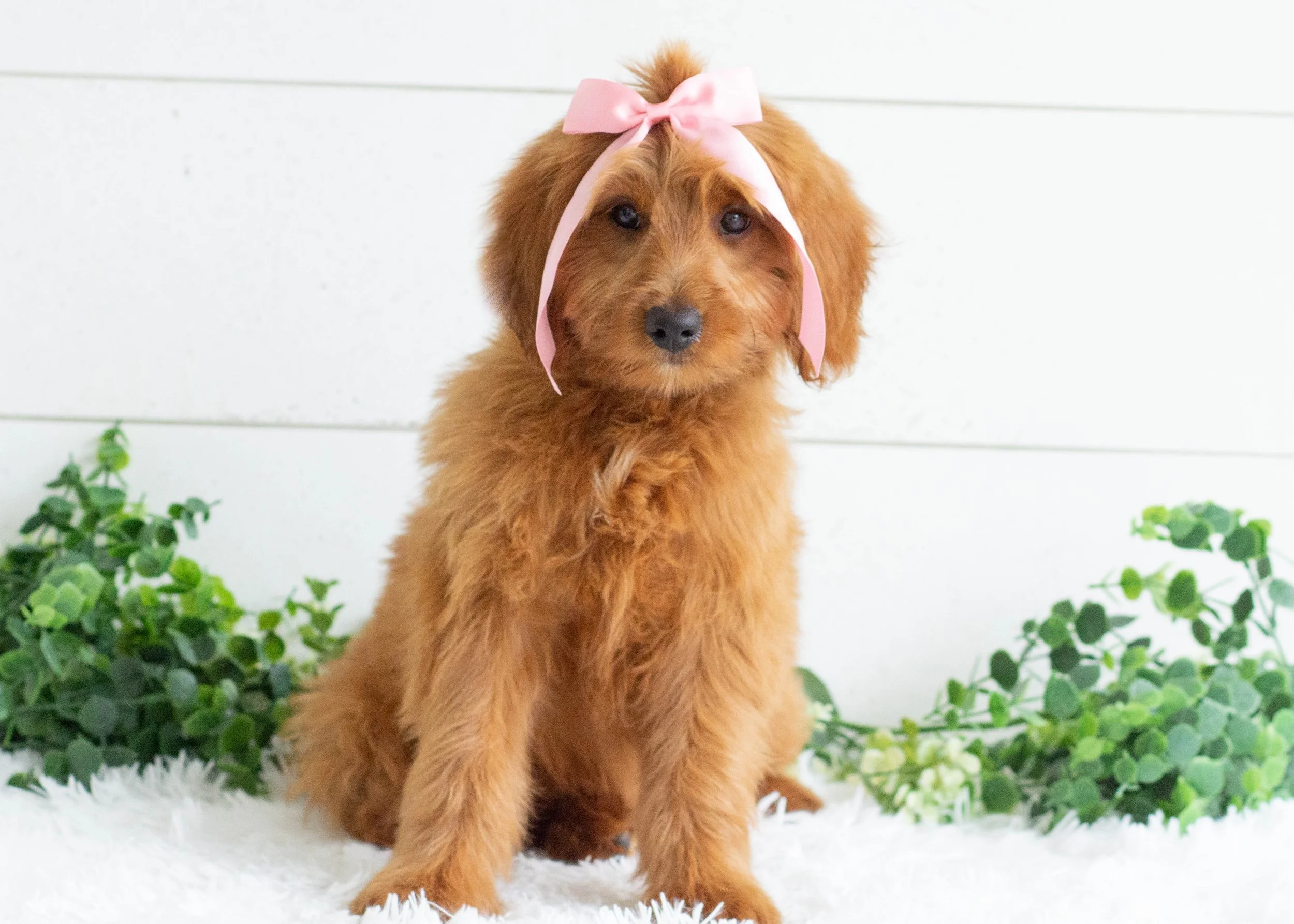 Daisy Goldendoodles for sale.jpg