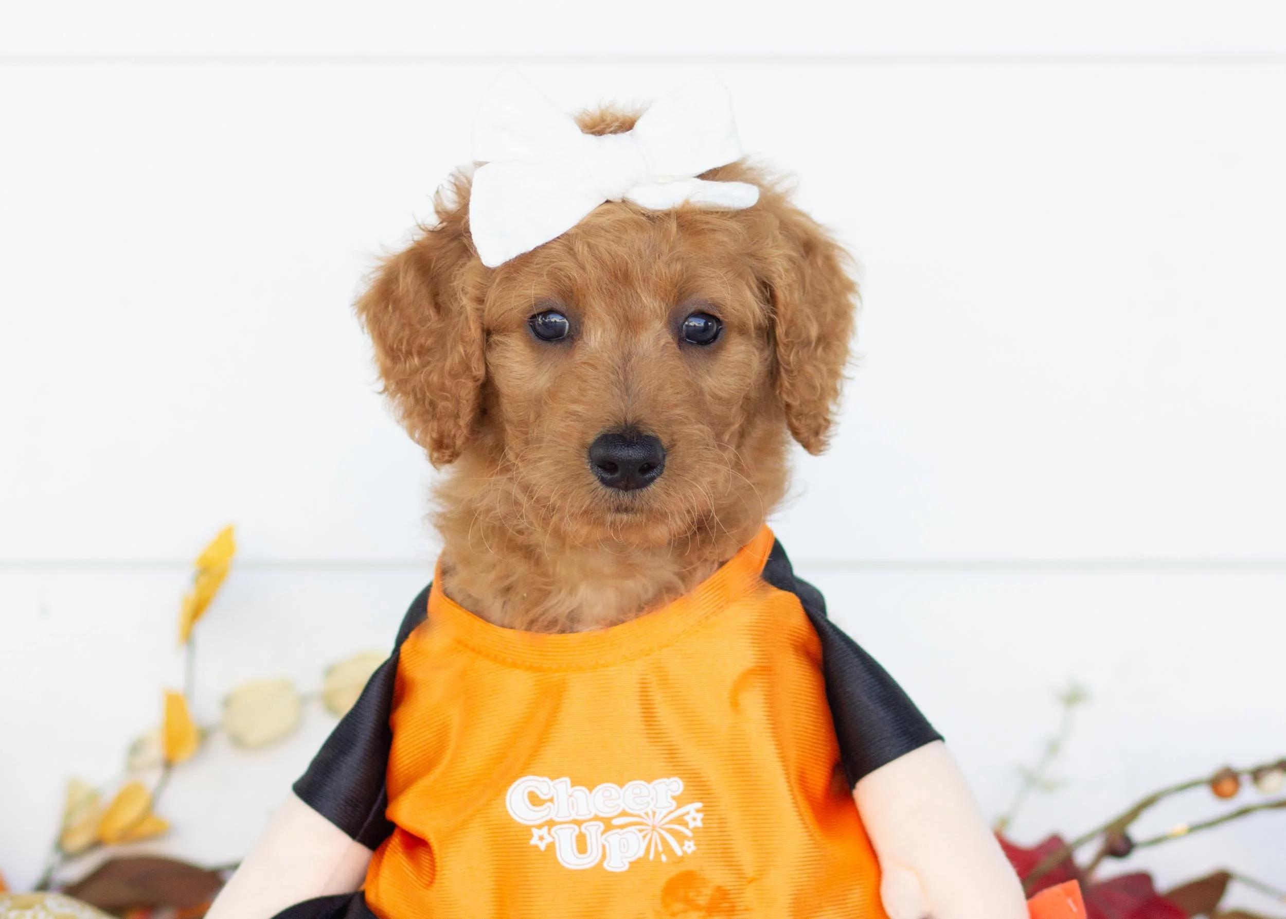 Gabriella goldendoodle for sale(3).jpg