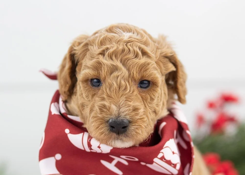 Mint goldendoodle for sale(2).jpg