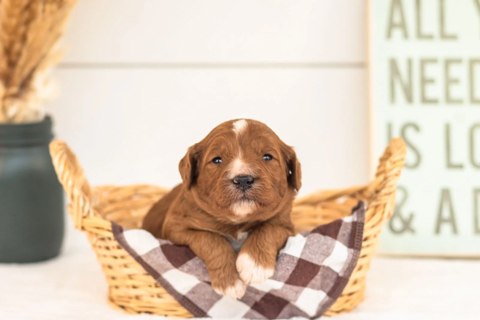 Tigger goldendoodle for sale(2).jpg