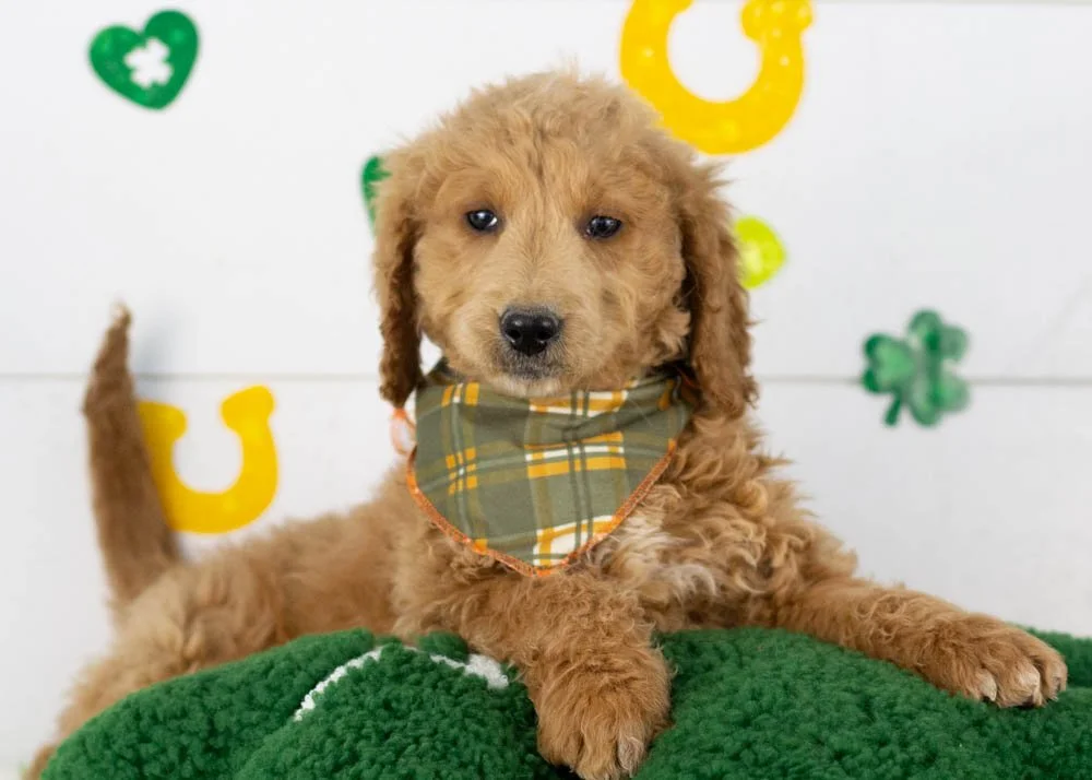 Landry goldendoodle for sale.jpg